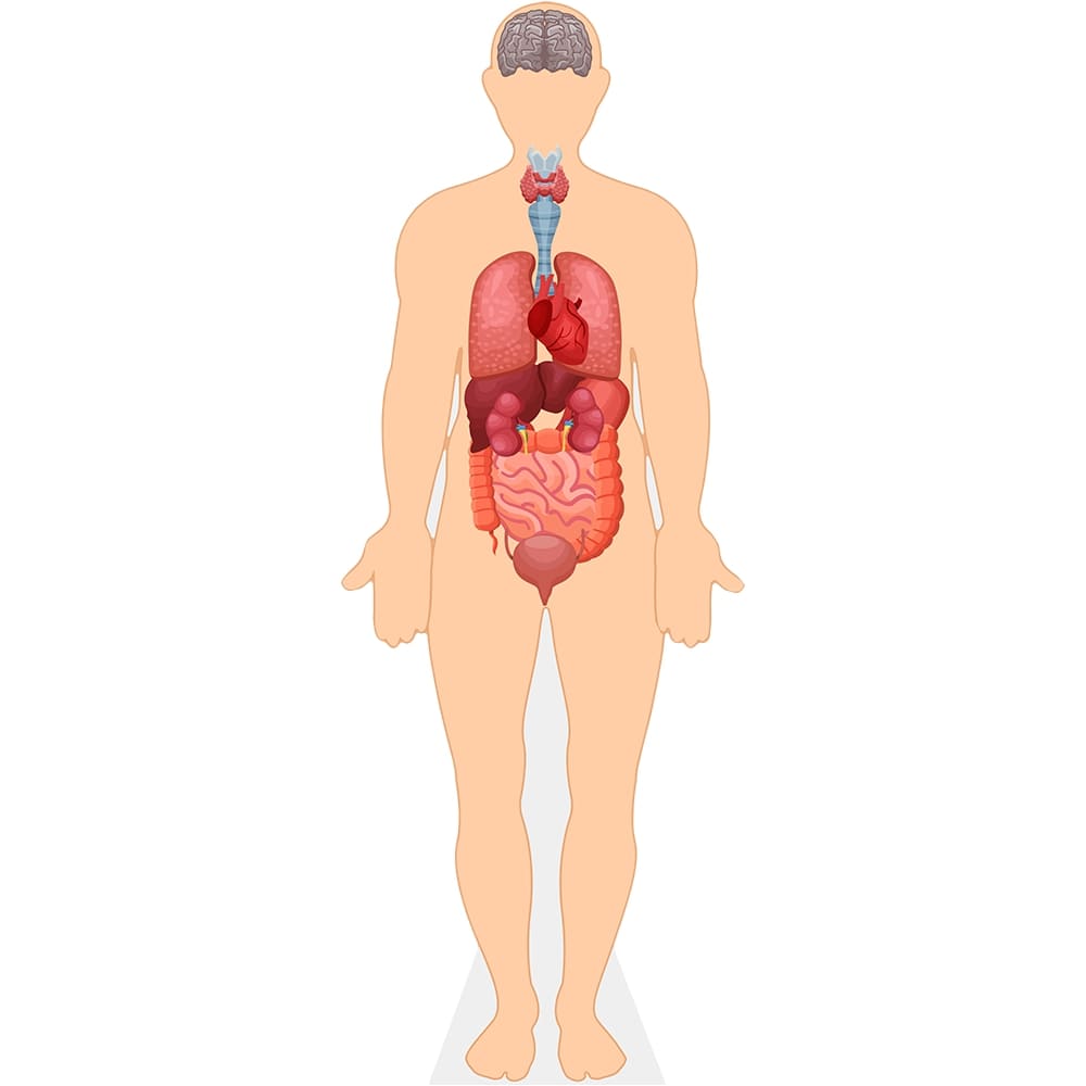 Human Body Cardboard Cutout